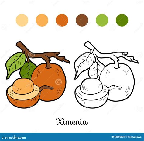 Coloring Book For Children Fruits And Vegetables Ximenia Stock
