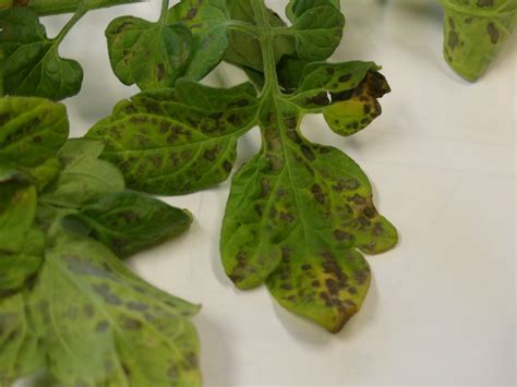 Tomato Leaf Spots On Transplant Plantdoc