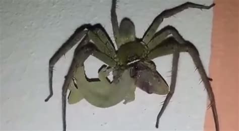 Having candid videos of camel spiders will help scientists test. VIDEO: Huge Spider VS Lizard To The Death - Sick Chirpse