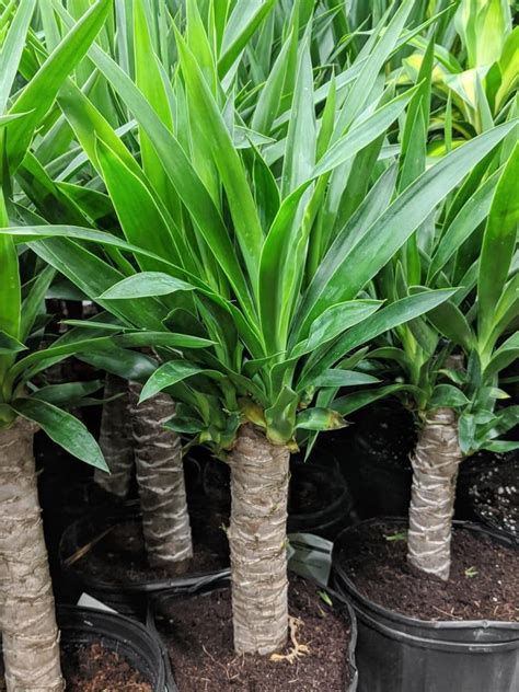 Brought to you by highlands garden center in centennial, colorado. Pin on HOME // My Houseplant Family