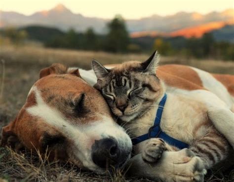 A Rescue Dog And Cat Go On The Most Incredible Adventures Together