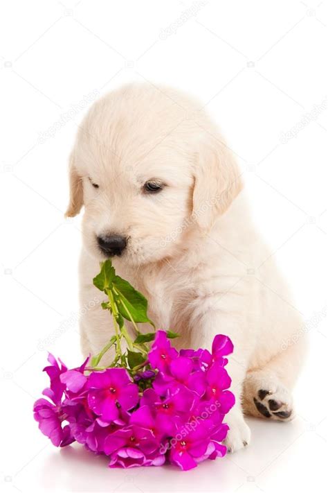Golden retriever puppies and flowers. Golden retriever puppy with flower — Stock Photo ...