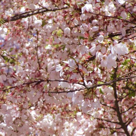 Akebono Flowering Cherry Tree Flowers Plants