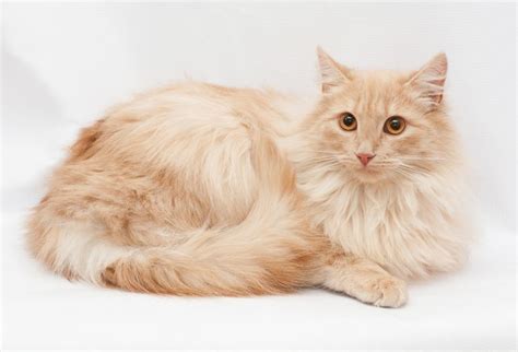 American Longhair Cat Know This Long Hair Cat Specie