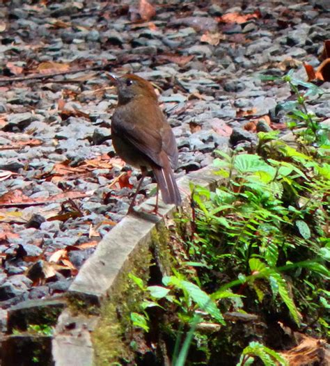 Ruddy Capped Nightingale Thrush Project Noah