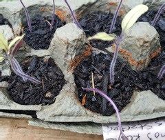 What makes the yellow fungus even nastier is that it starts to spread in the body internally, and causes very different symptoms at first. mysterious liquid-filled yellowish balls in soil