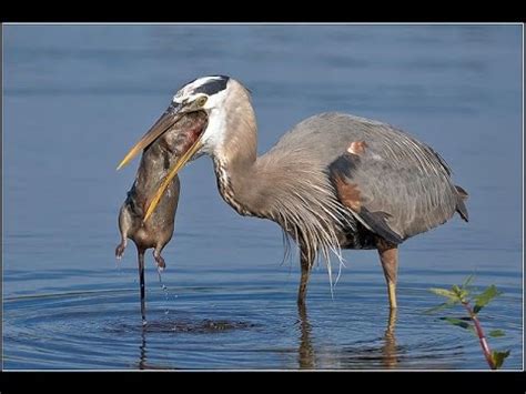 Salmon has been touted as a healthy food. Blue Heron eats Different Animals || fish , Big fish ...