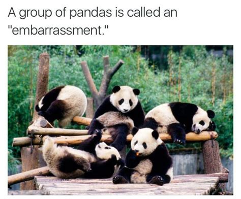 Guess Whos Back Panda Animal Planet Panda Bear