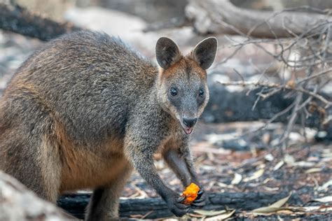Australia Helps Endangered Animals Affected By Wildfires By Air