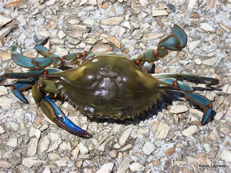 Seaview Docks And Patcong Creek 7 Blue Claw Crab