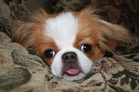 Japanese Chin Facts Pictures Price And Training Dog Breeds