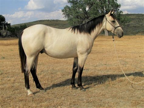 Horses stallions real estate rescue s horses. Yearling Buckskin Stallion, Monkey Cue Bar, Shining Spark ...