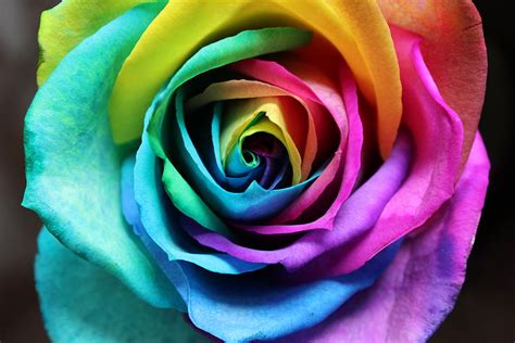 Rainbow Rose Photograph By Roxanne Franklin Pixels