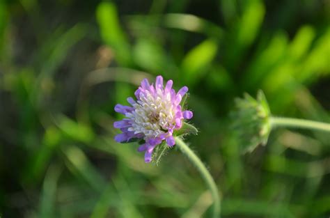 Free Images Nature Blossom Field Meadow Purple Bloom Green