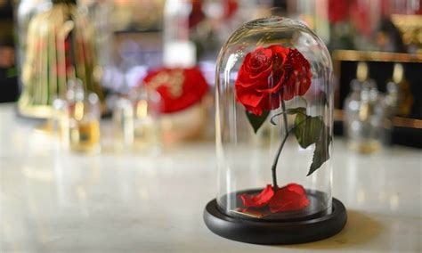 Everything You Need To Know About Forever Lasting Roses Shesafitchick