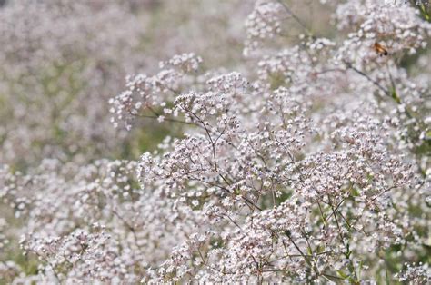 How To Grow And Care For Babys Breath