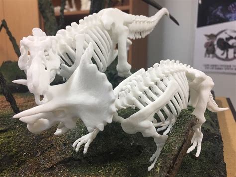 Vitamin Imagination Tyrannosaurus Vs Triceratops Skeleton