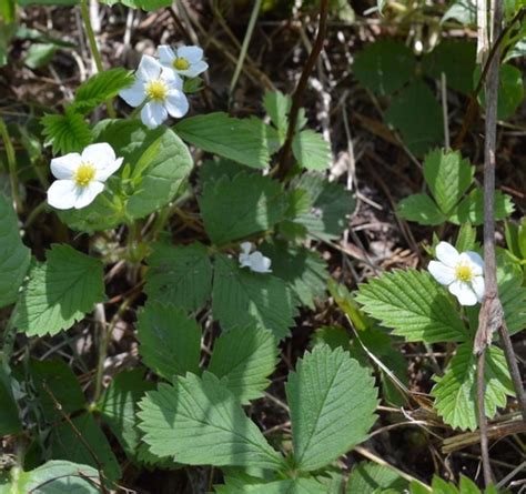 Free shipping on qualified orders. 5 Bee-Friendly Perennials for Your Zone 3 Garden for ...