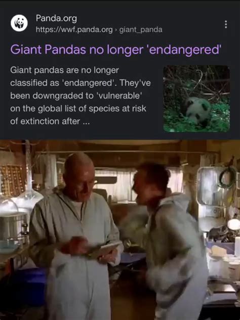 Panda Giant Pandas no longer 'endangered' Giant pandas are no longer