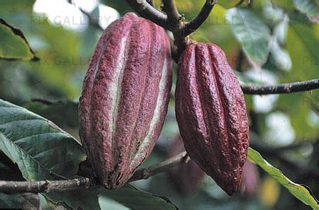 Kakaofrukt foto bilder totalt Bildbyrå Pix Gallery