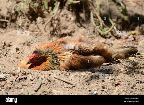 Sleeping Chicken Lying In The Dirt Stock Photo Alamy