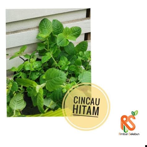 Cincau hijau secara alami tradisional terbuat dari tumbuhan cincau hijau (c. Live Plant Herba Anak Pokok Cincau Hitam, Black Grass ...