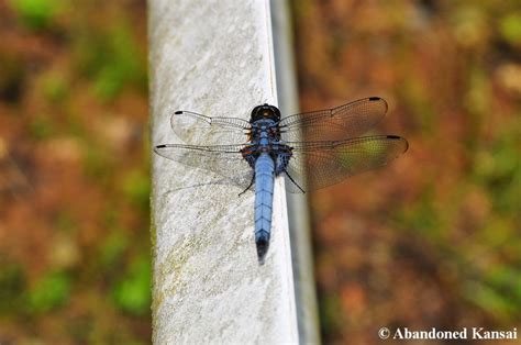 Big Blue Japanese Dragonfly Abandoned Kansai