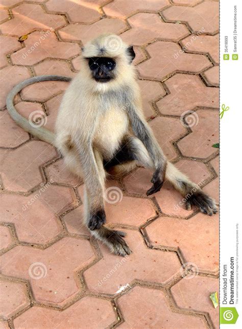 Via youtube capturepocket monkeybest mens walletin indiabest wallet for mencool wallets for mencurse of monkey islandgo happy monkey 2go happy monkey 3go mon. Langur Monkey stock image. Image of india, travel, monkey ...