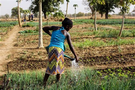 Projet Appui à la Transition Agroécologique au Mali par la