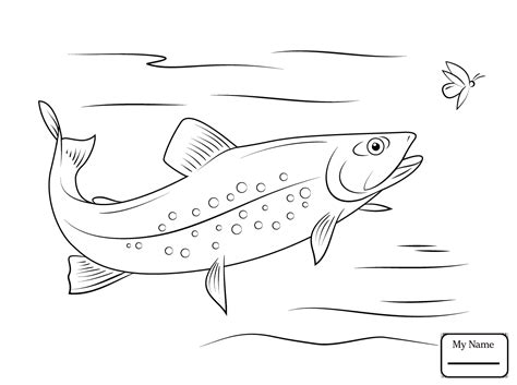 Brook Trout Sketches Sketch Coloring Page