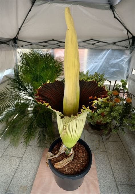 Maybe you would like to learn more about one of these? Smell familiar? Another rare corpse flower is blooming at ...