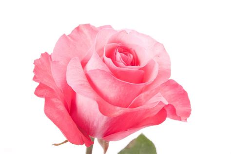 Pictures of roses, red rose pictures, yellow rose pictures, pink rose pictures, orange rose pictures, different types of rose flowers with pictures, images & photos. Download Natural Pink Rose 1944x1296 - Full HD Wall