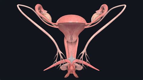 Anatomy Of Internal Organs Female Human Reproduction Internal Organs