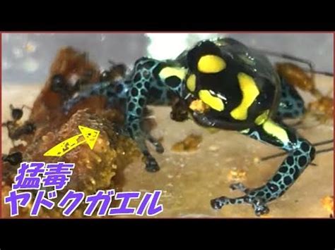 Would you like to change the currency to pounds. ヤドクガエル 猛毒, モウドクフキヤガエル （ 猛毒吹矢蛙 ...