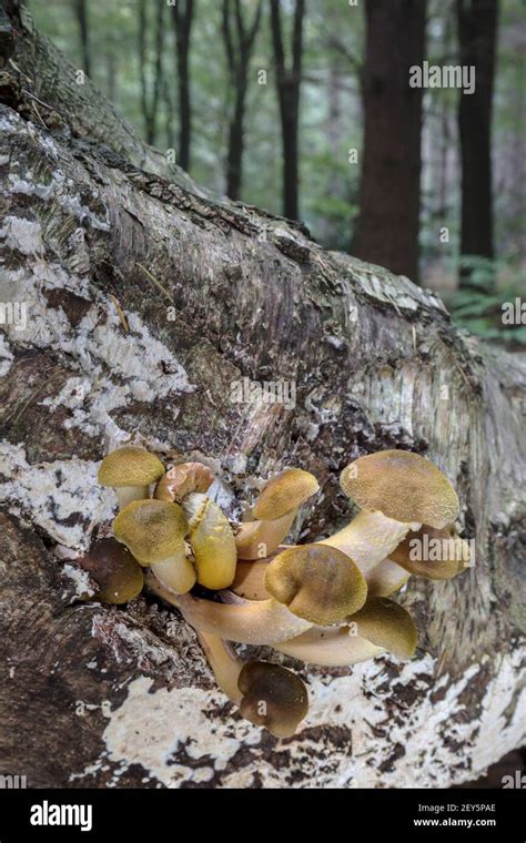 Large Species Of Tree Fungus Hi Res Stock Photography And Images Alamy