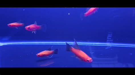 Arnoldi Red Wag Swordtails 01142023 Youtube