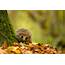 Animals Hedgehog Wallpapers HD / Desktop And Mobile Backgrounds