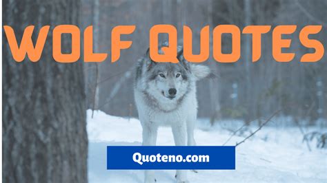 The lonewolf grand tournament will be held on: Best Lone Wolf Quotes and Wolves Sayings 2021 - Quoteno