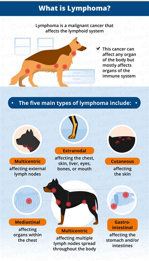 Often, you will notice weight loss, lethargy, gi upset such as vomiting or diarrhea, increased water intake and urination, and possibly fever (normal temperature for a dog is around 102f). Lymphoma in Dogs | Canna-Pet