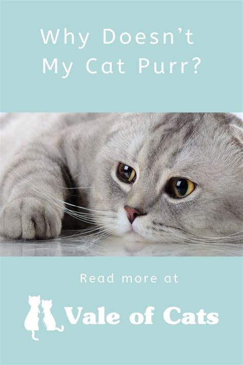 It's common for some cats to drool while they are kneading or purring. Why Doesn't My Cat Purr? | Cats, Cat behavior, Raising kittens