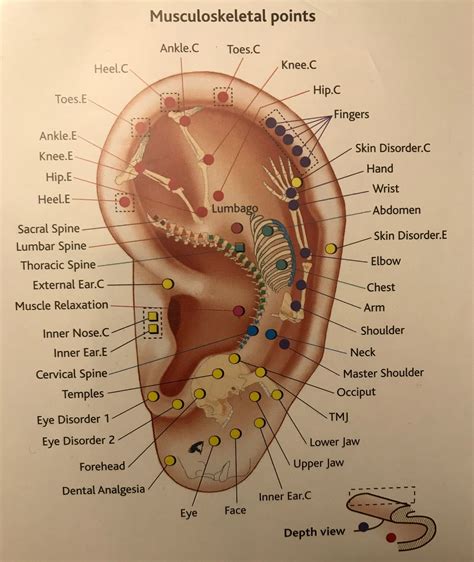 Musculoskeletal System In The Ear In 2021 Musculoskeletal System Acupuncture Medical