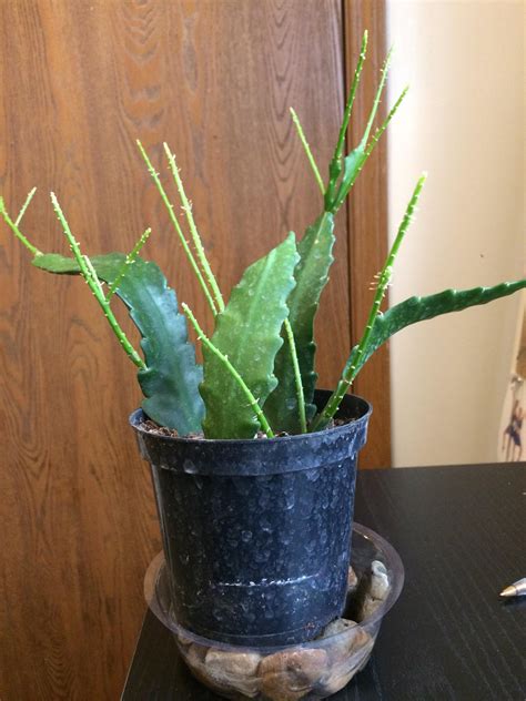Anyone Know What Type Of Cactus This Is Are The Long Skinny Leaves