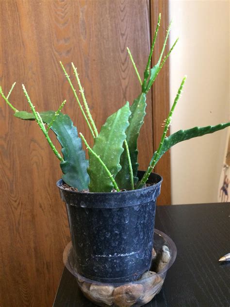 Tall cacti often develop one or more skinny sections as they grow. Anyone know what type of cactus this is? Are the long ...