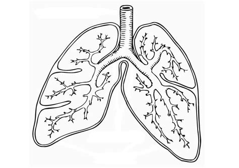 There is a portion of the coloring sheet in which the students must color the parts of the respiratory system. Respiratory System Coloring Page - Coloring Home