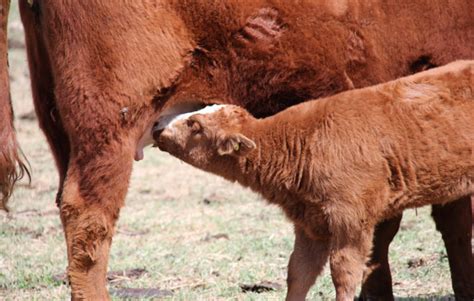 Causes Of Calf Scours Can Be Difficult To Identify Grainews