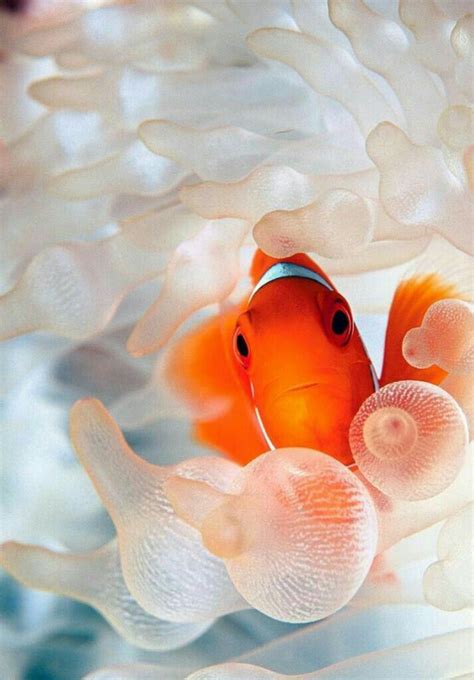 Pin By Sadery Garcia Sabater On Shades Of Orange Clown Fish National