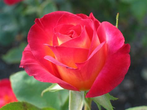 Romantic Flowers Rose