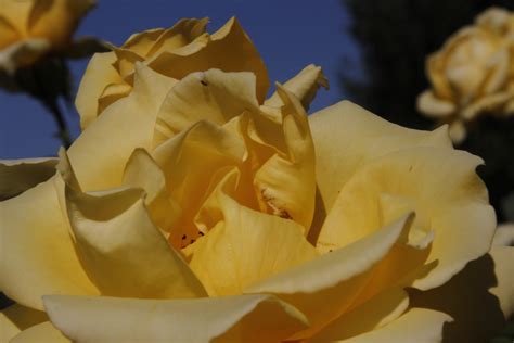 Desert Garden Yellow Roses~mellow Yellow Monday~october 17 2011