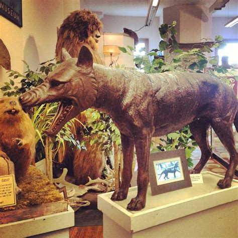 The International Cryptozoology Museum In Maine Is Not For The Faint Of