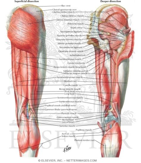 Left leg, lateral (left) and posterior (right) views. Muscles of Back of Hip and Thigh Muscles of Hip and Thigh ...